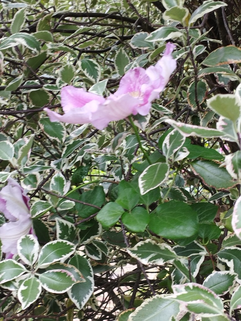 Clematis through Pittosporum