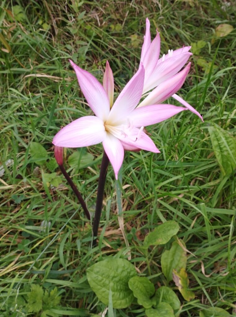 Amaryllis belladonna in flower growing in garden at Ballyvoile Cove 28/9/2023